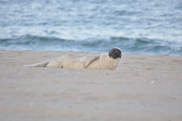 adult harp seal laying